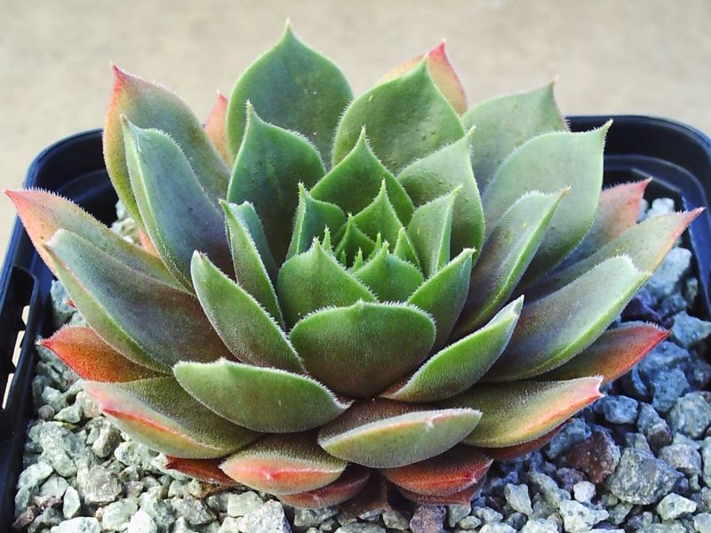 Hortulanus Smit