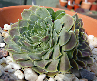 Hyacinth / Jovi
