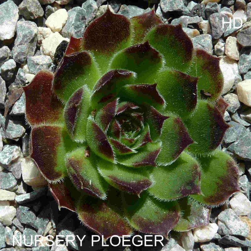 Nursery Ploeger / Jovi