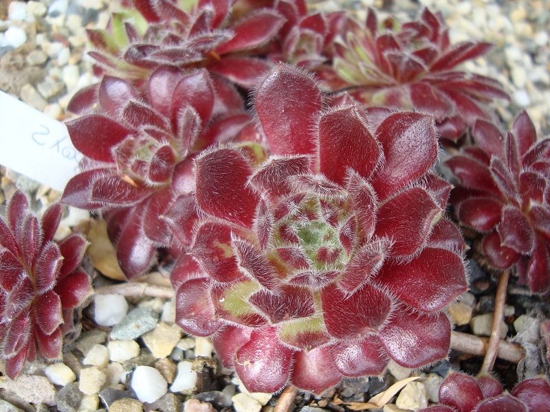 Hot Boyz