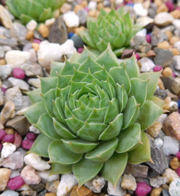 Haynaldii