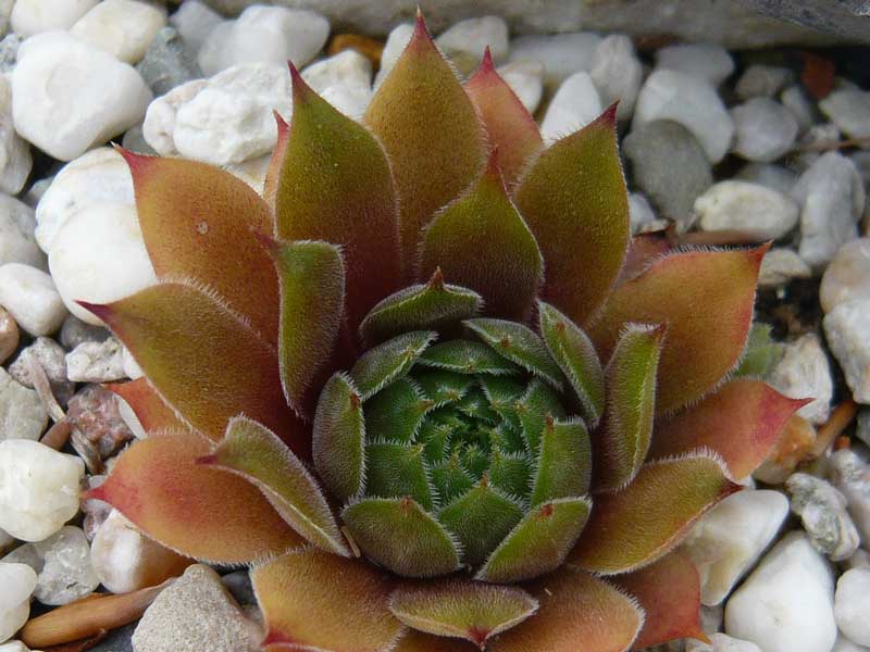 Hortulanus Smit
