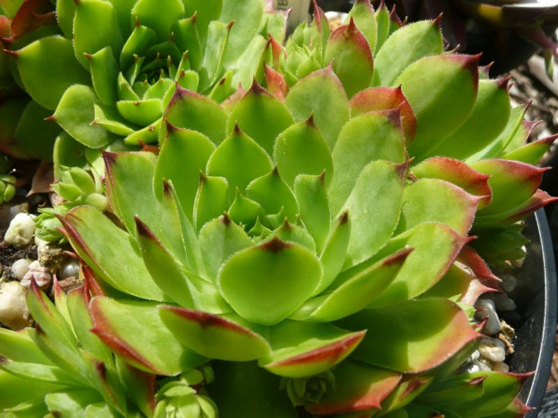 Ogarita