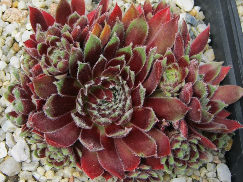 Nanja