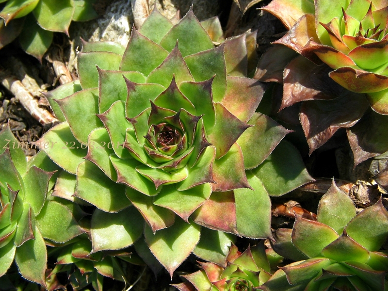 Niobe