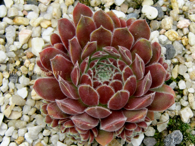 Niphetos
