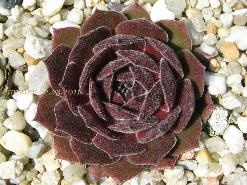 Ohio Burgundy