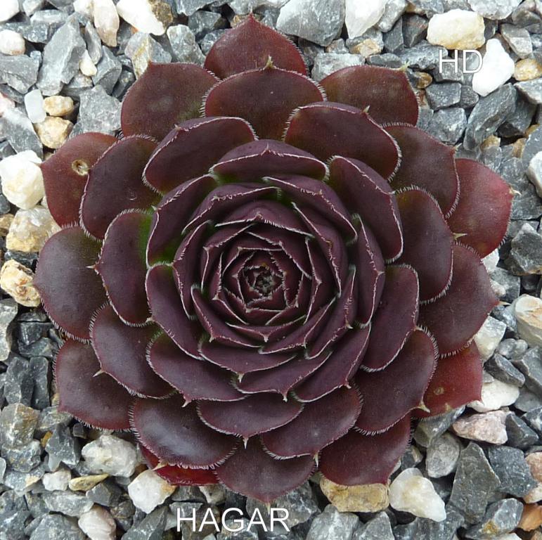 Hagar / Jovi