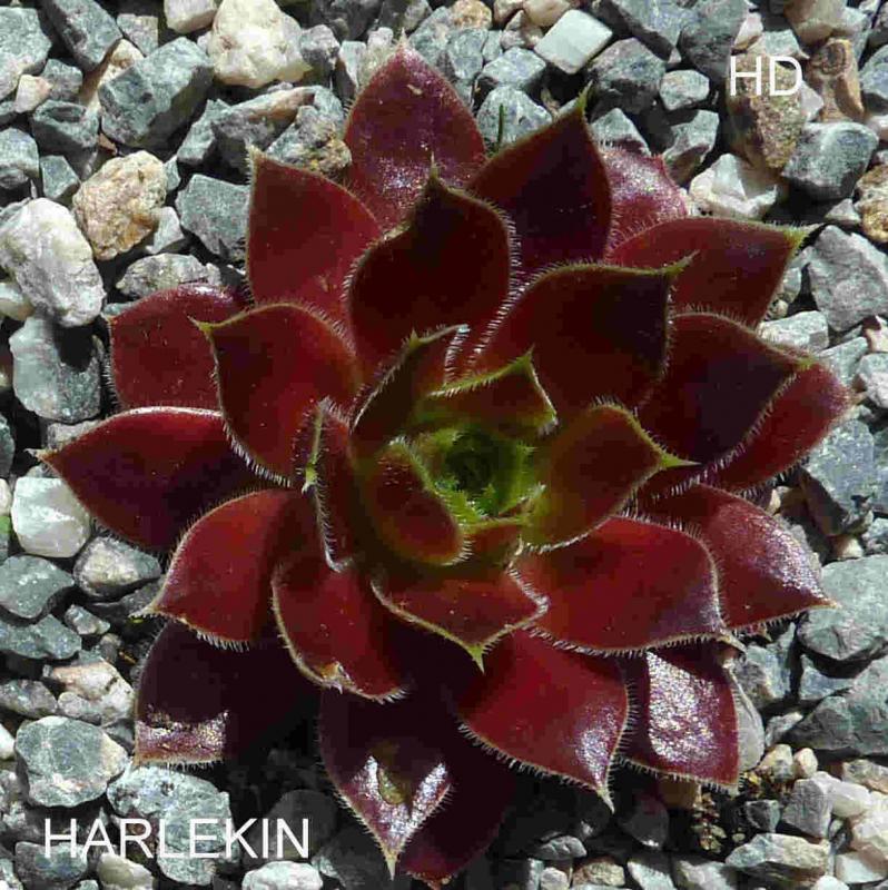 Harlekin / Jovi