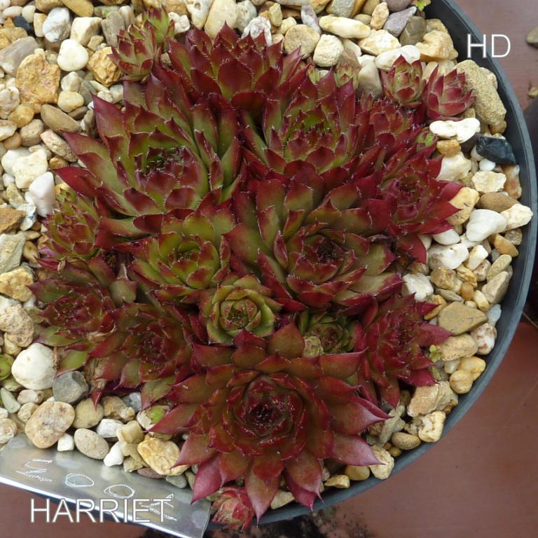 Harriet