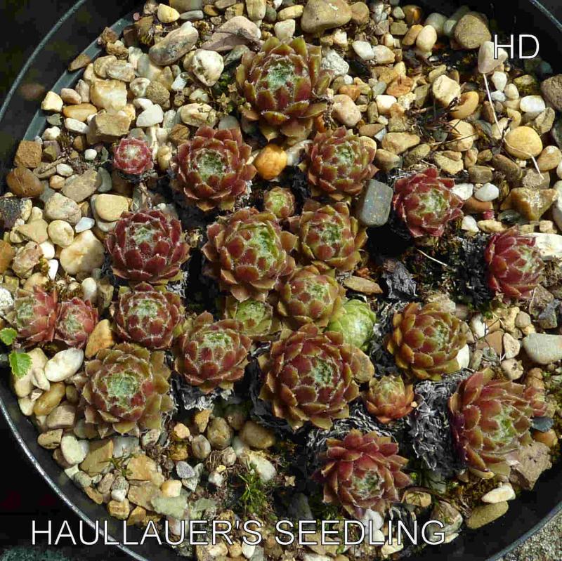 Haullauer's Seedling