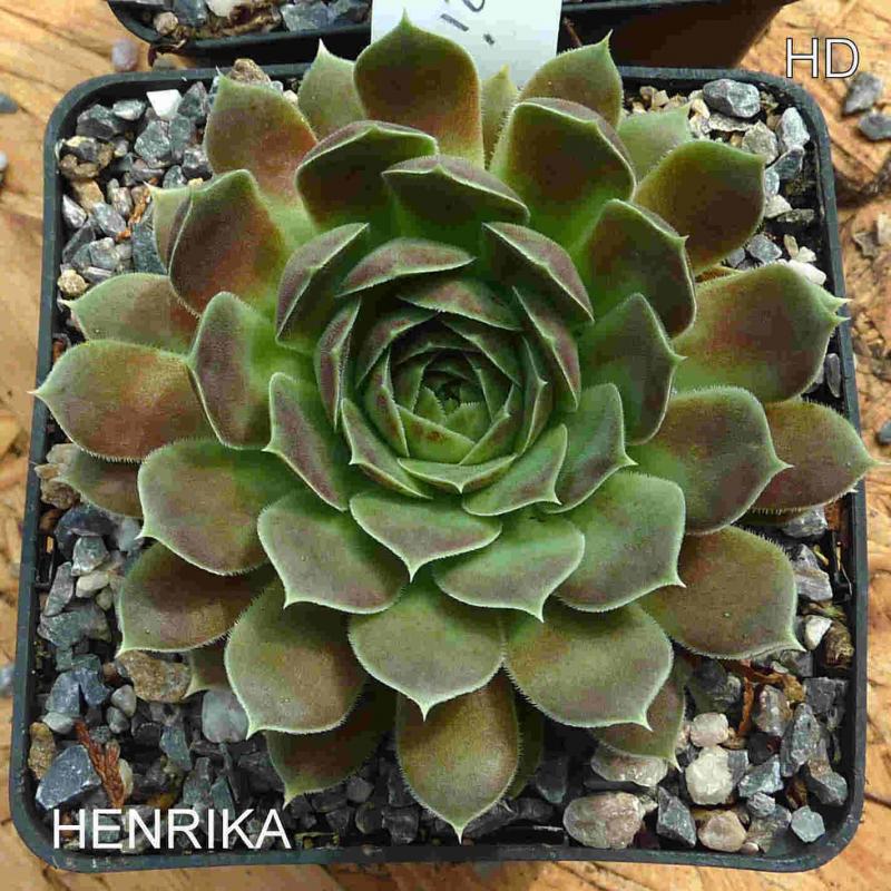 Henrika / Jovi