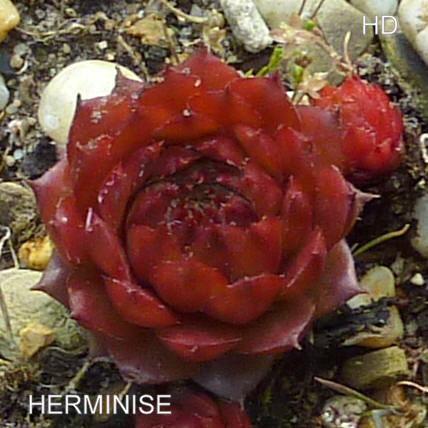 Herminise