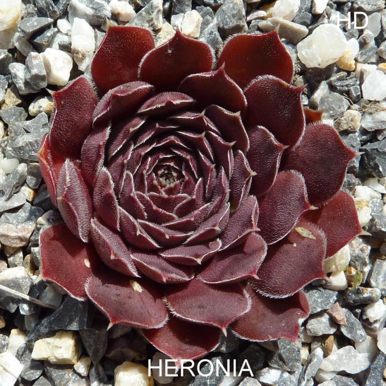 Heronia / Jovi