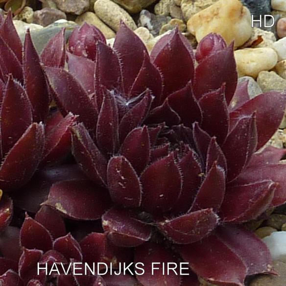 Havendijks Fire