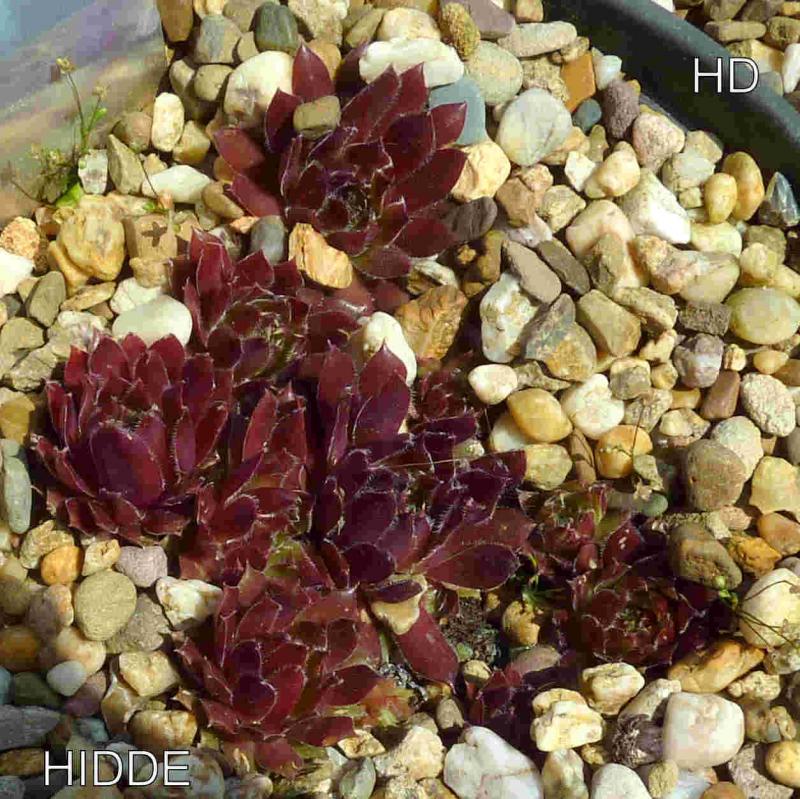 Hidde