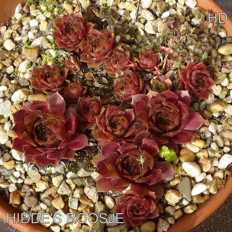 Hidde's Roosje