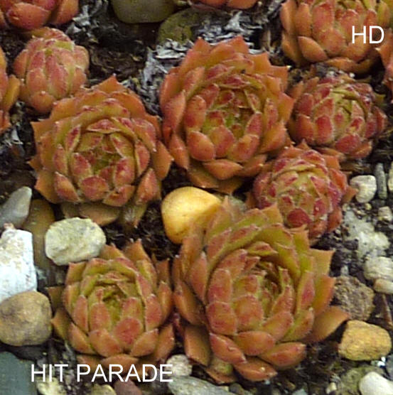 Hit Parade
