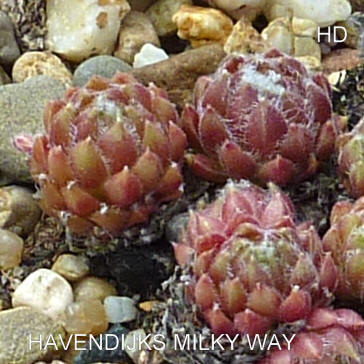Havendijks Milky Way