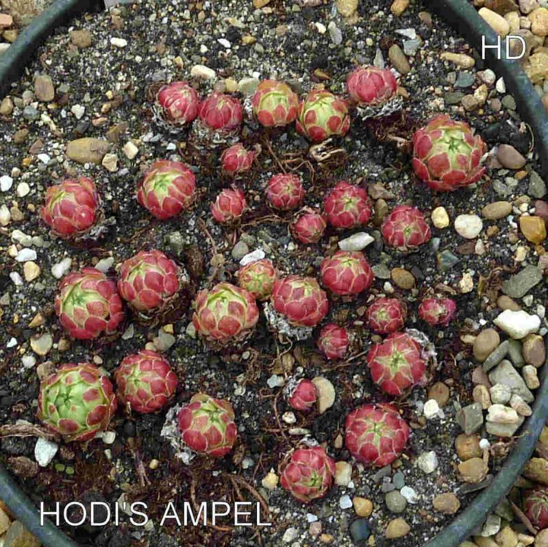 Hodi's Ampel