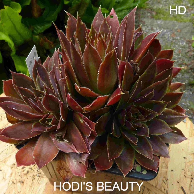 Hodi's Beauty / Jovi