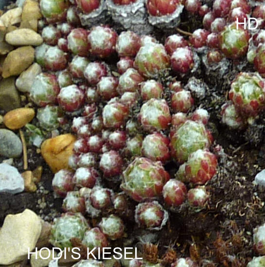 Hodi's Kiesel