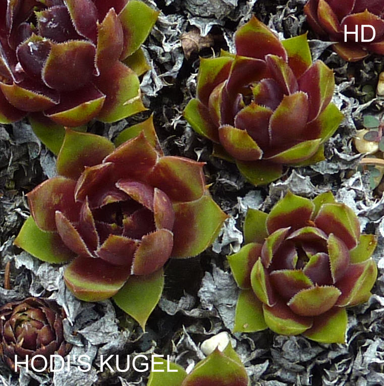 Hodi's Kugel