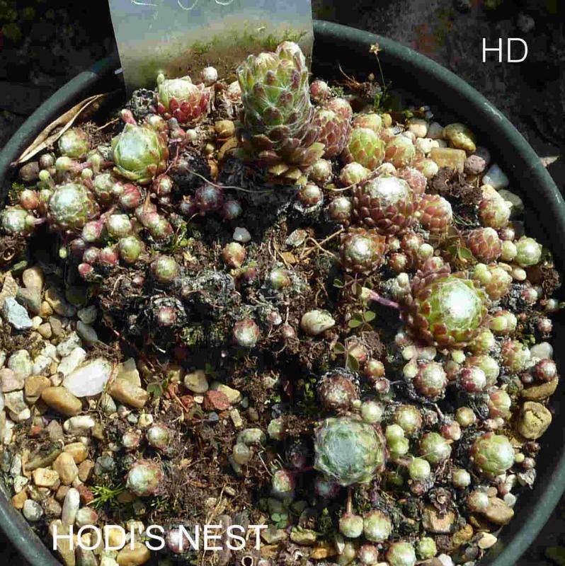 Hodi's Nest