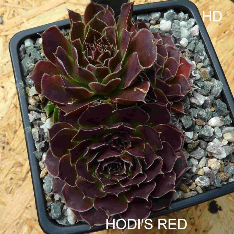 Hodi's Red / Jovi
