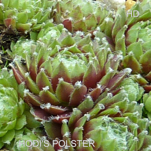 Hodi's Polster