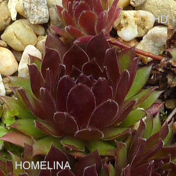 Homelina