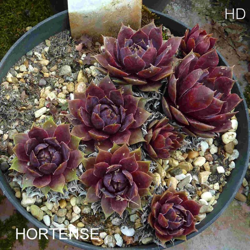 Hortense