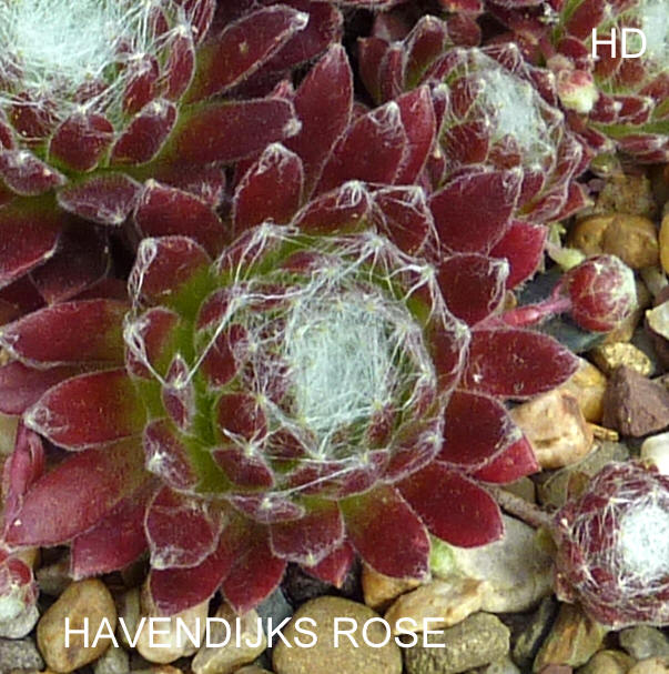 Havendijks Rose