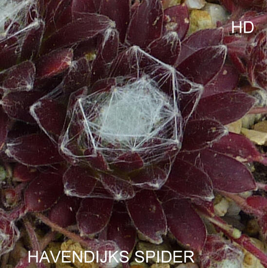 Havendijks Spider