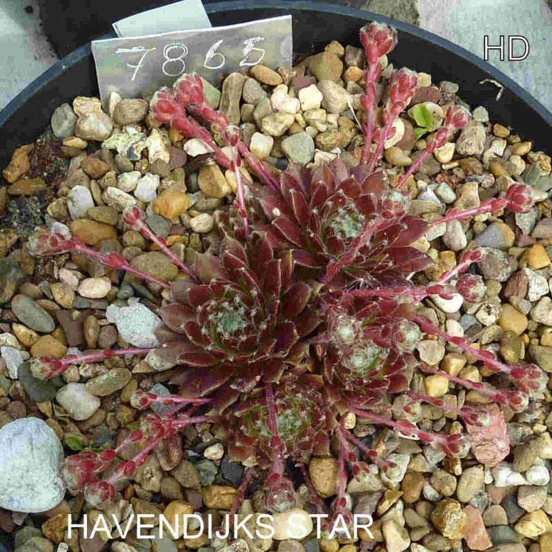 Havendijks Star