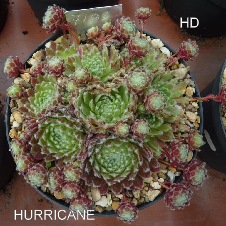 Hurricane