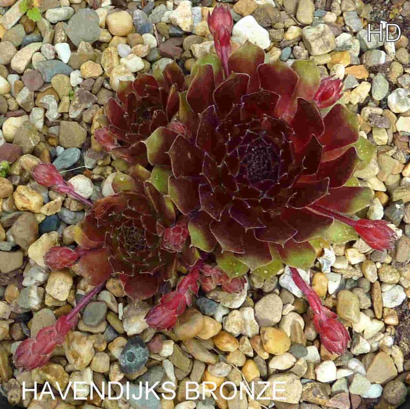 Havendijks Bronze