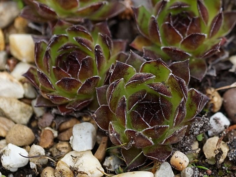 Hosanna