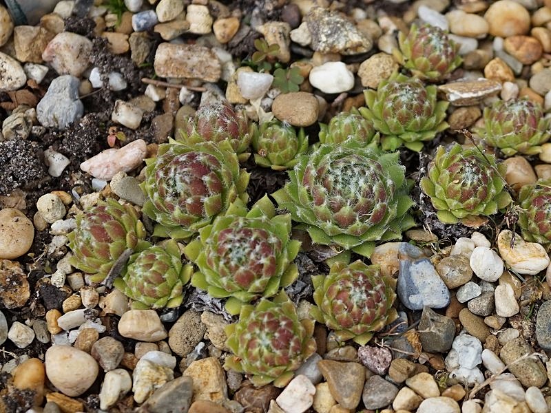 Nadia
