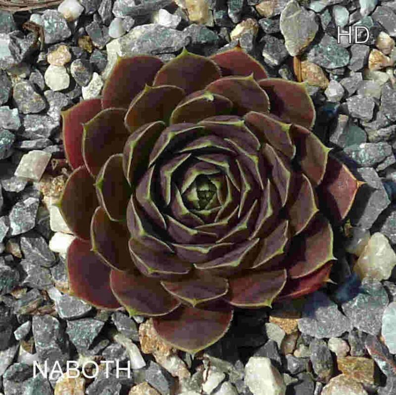 Naboth / Jovi