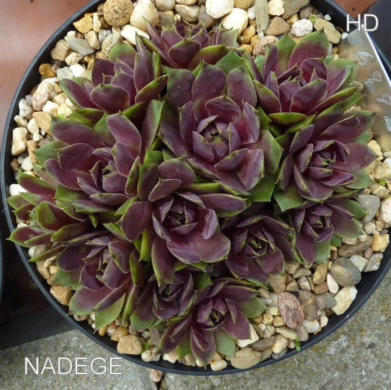 Nadege