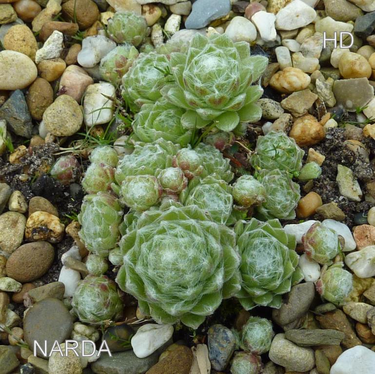 Narda