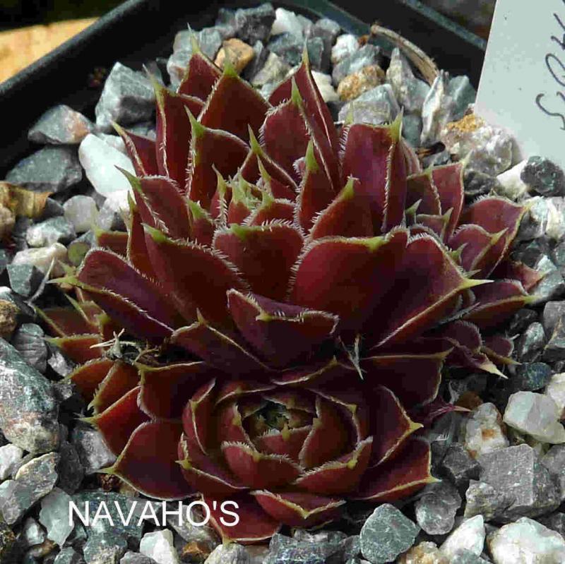 Navaho's / Jovi