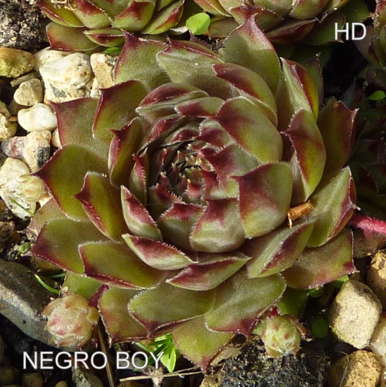 Negro Boy