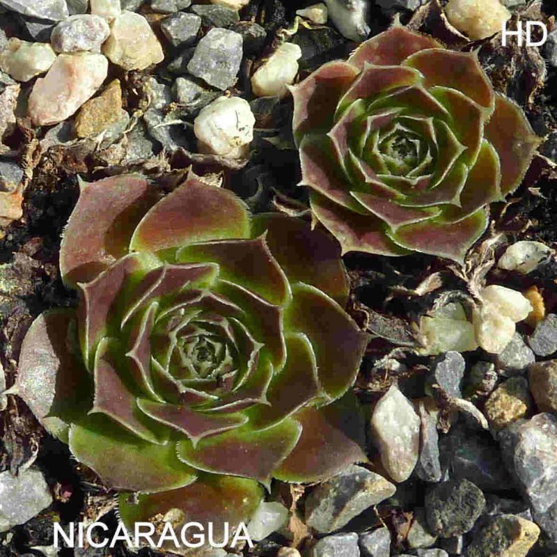 Nicaragua / Jovi