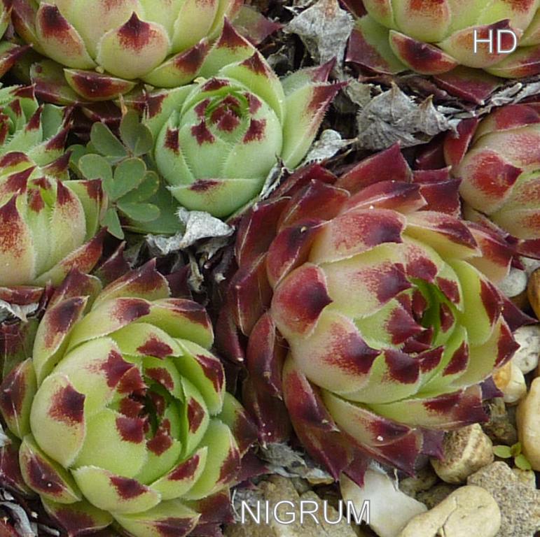 Nigrum ( III )