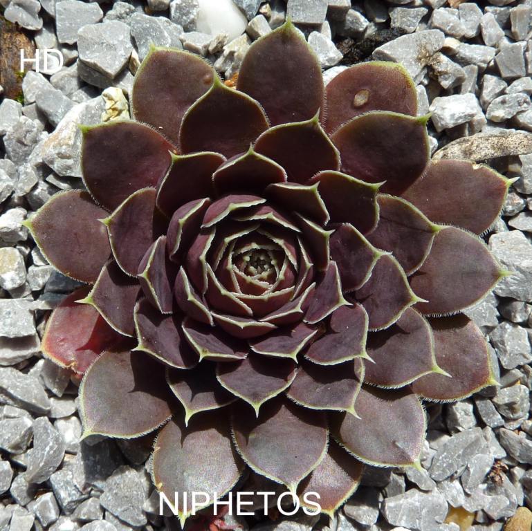 Niphetos / Jovi