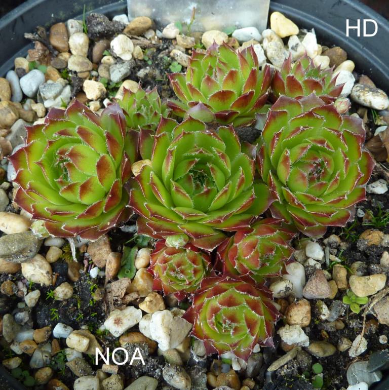Noa
