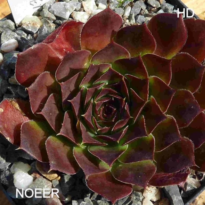 Noeer / Jovi