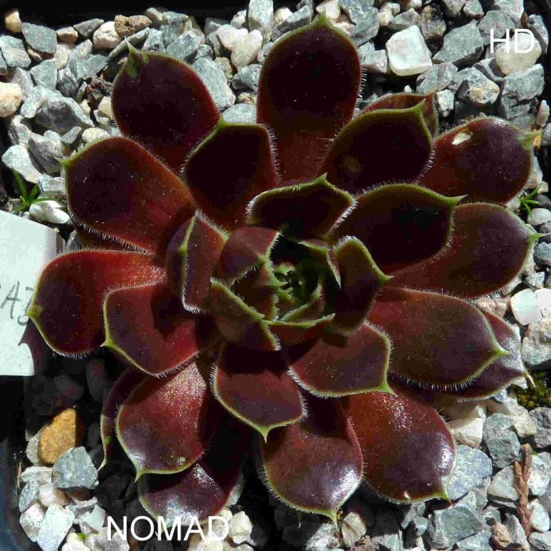 Nomad / Jovi